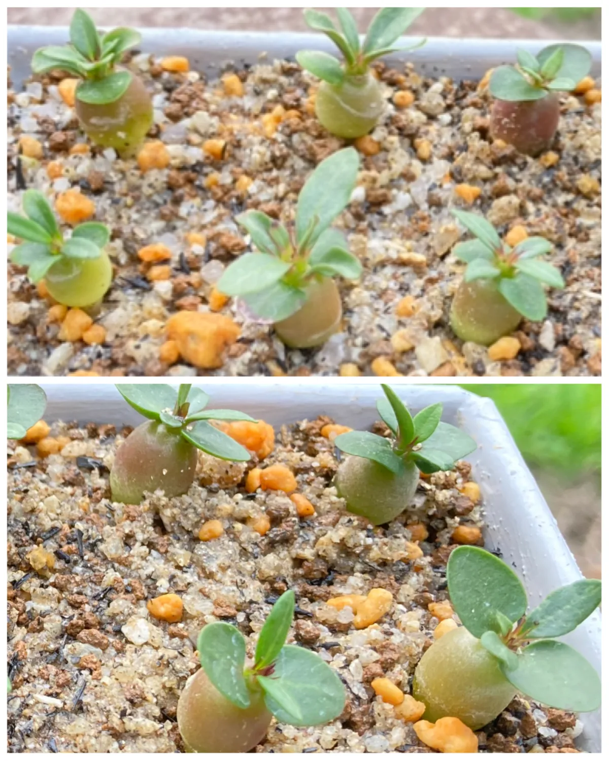 Pachypodium succulentum (パキポディウム サキュレンタム 天馬空)