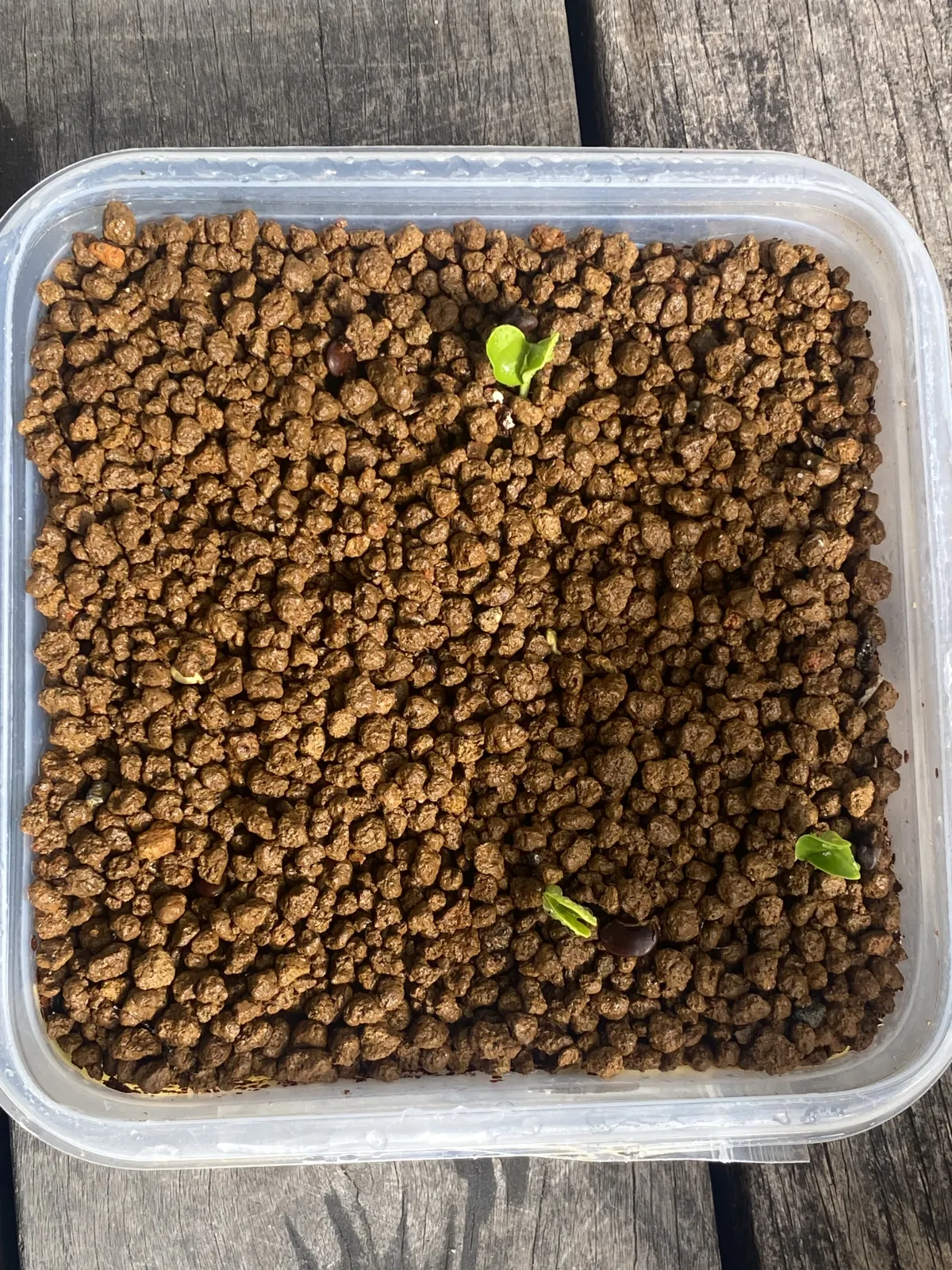 Bolusanthus speciosus (ボルサンサス スペシオサス)