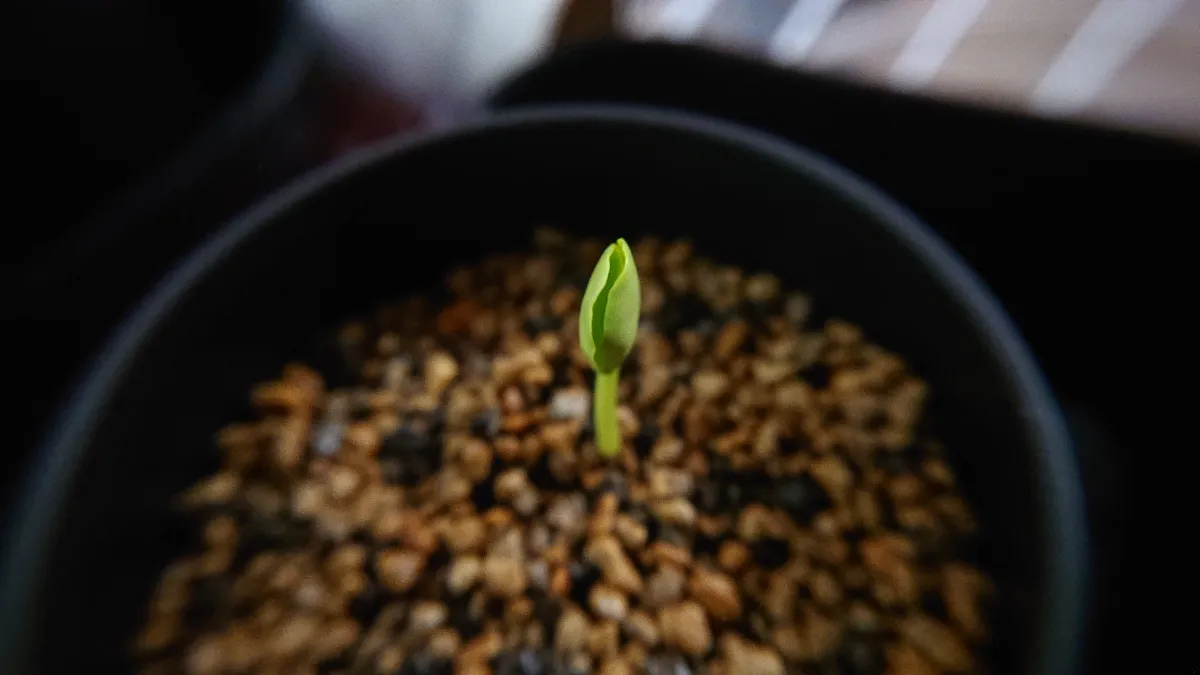 Bolusanthus speciosus (ボルサンサス スペシオサス)