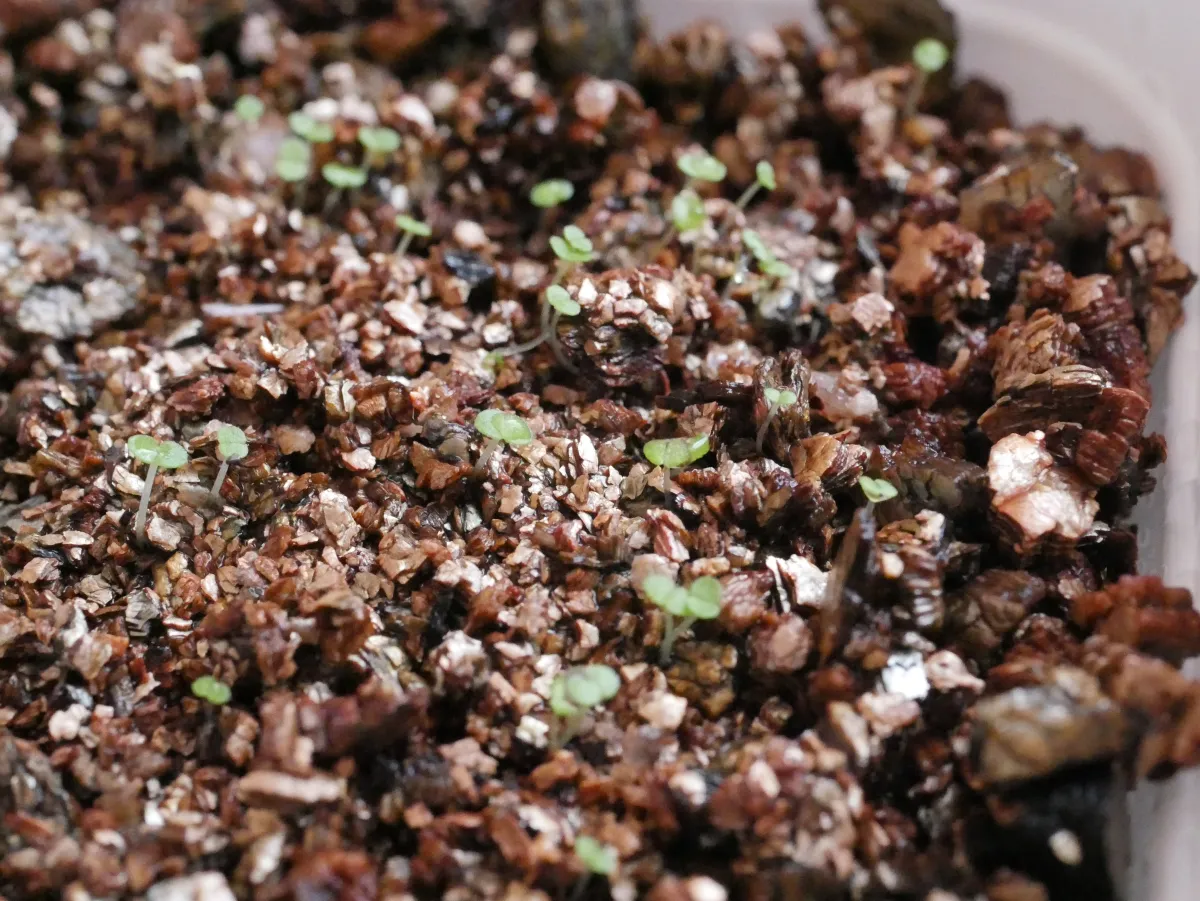 Echeveria quitensis (エケベリア クイテンシス)