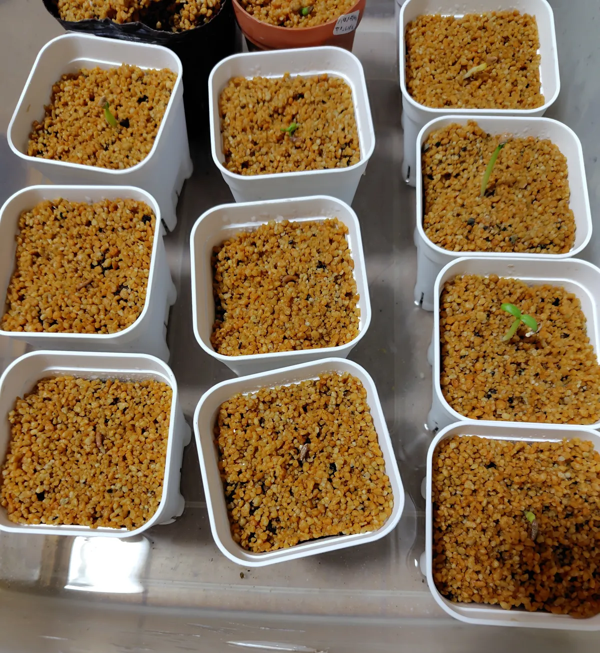 Pachypodium rosulatum ssp. cactipes (パキポディウム カクチペス)