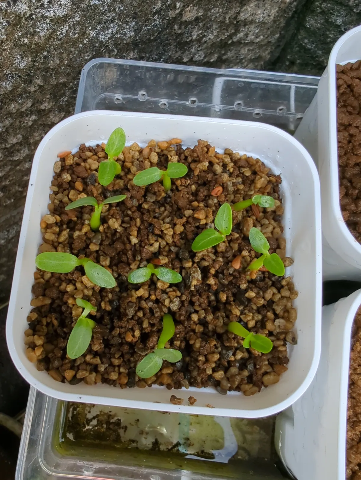 Pachypodium rosulatum (パキポディウム ロスラーツム)