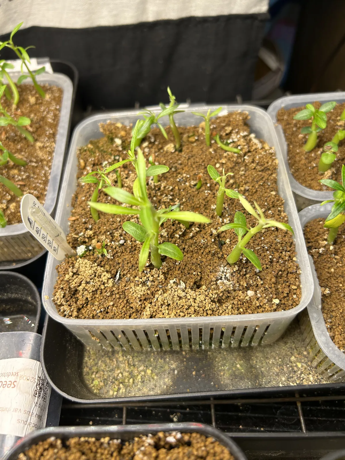 Pachypodium rosulatum (パキポディウム ロスラーツム)