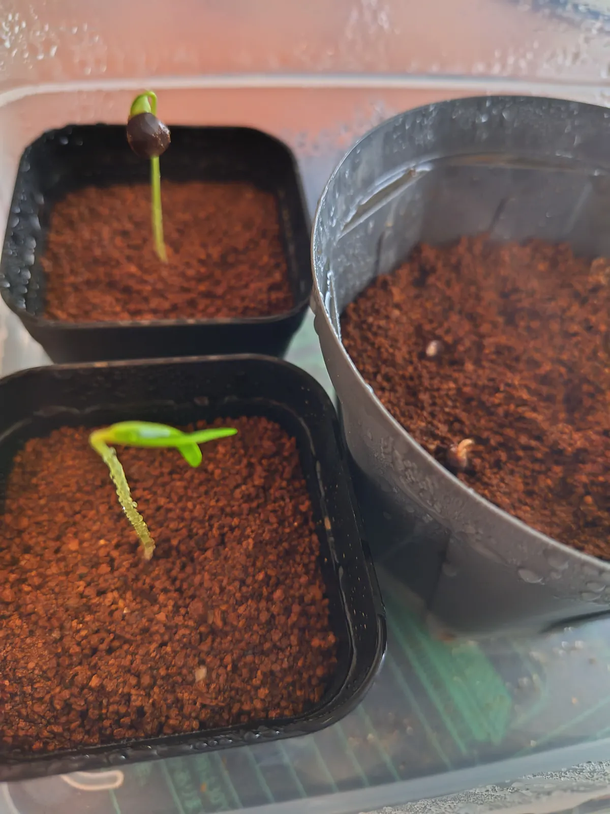 Operculicarya pachypus (オペルクリカリア パキプス)