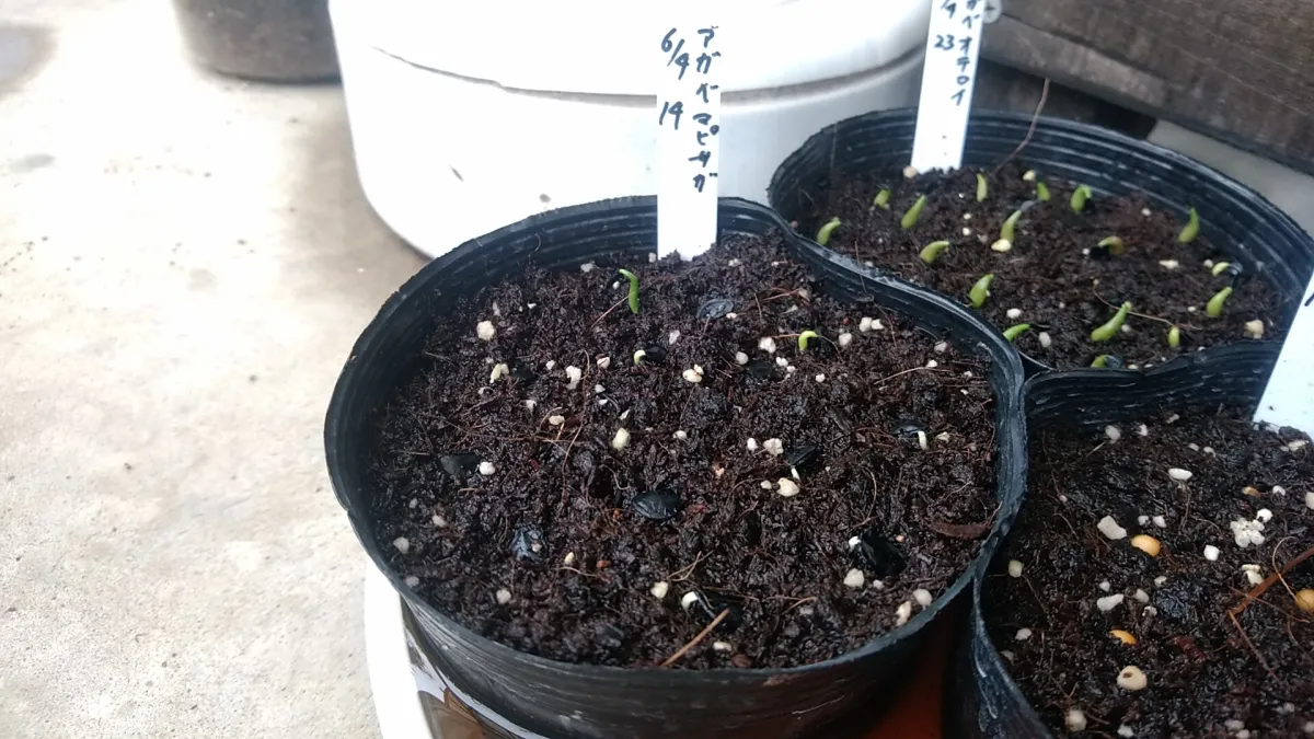 Agave mapisaga (アガベ マピサガ)