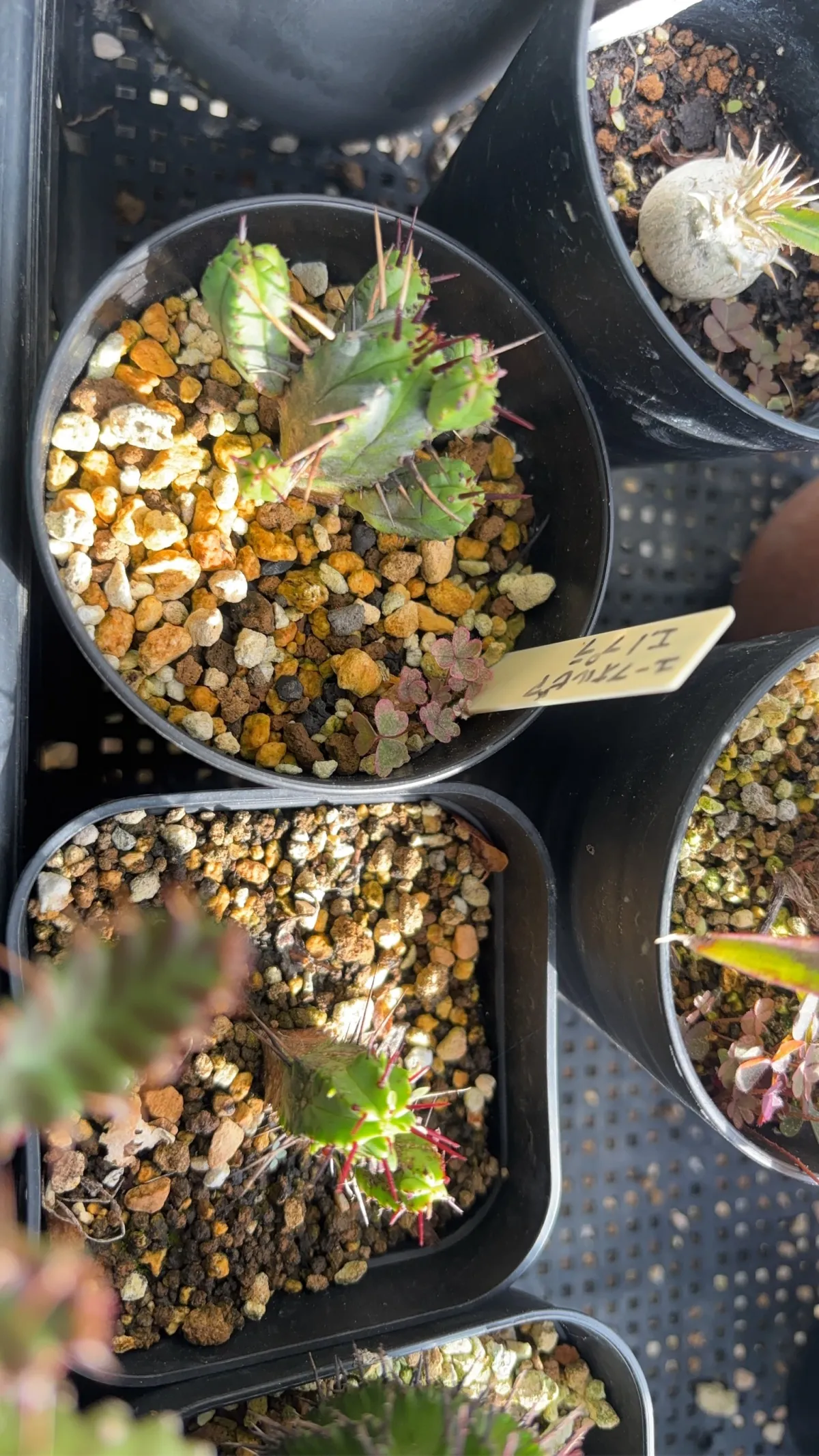 Euphorbia enopla (ユーフォルビア エノプラ 紅彩閣)