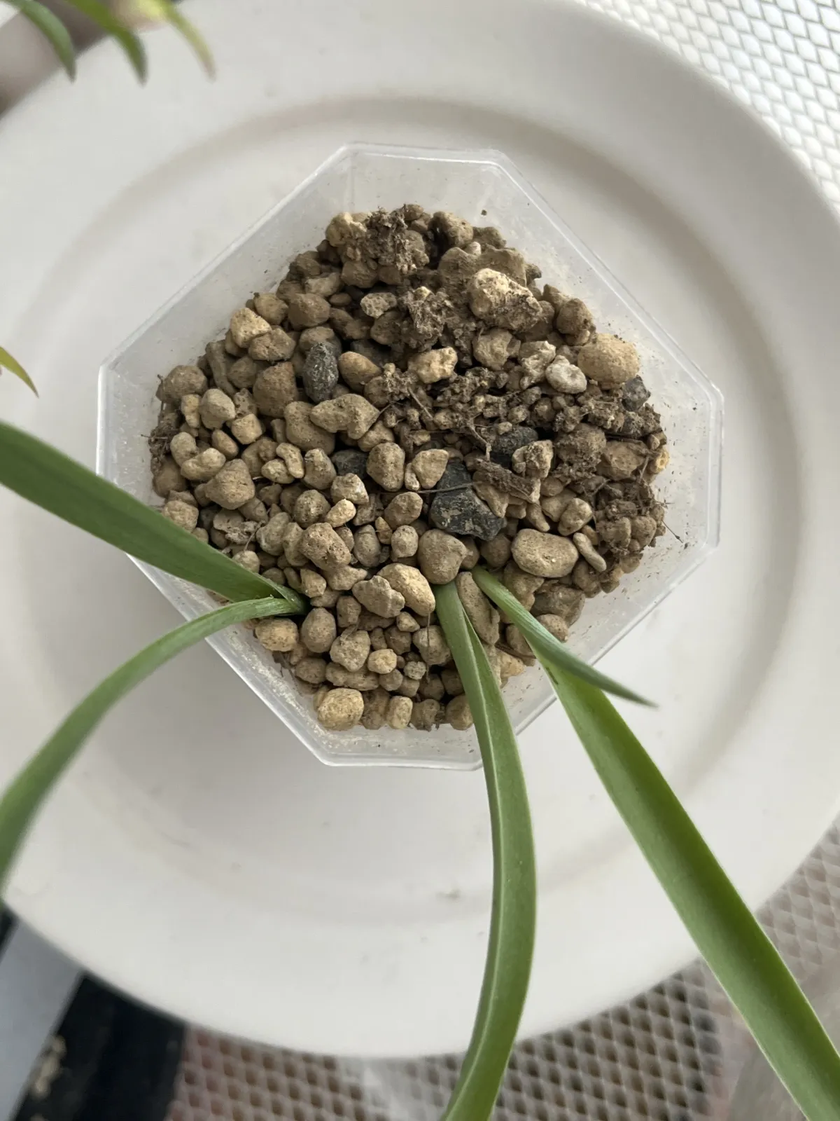 Yucca treculeana (ユッカ トレクレアーナ)