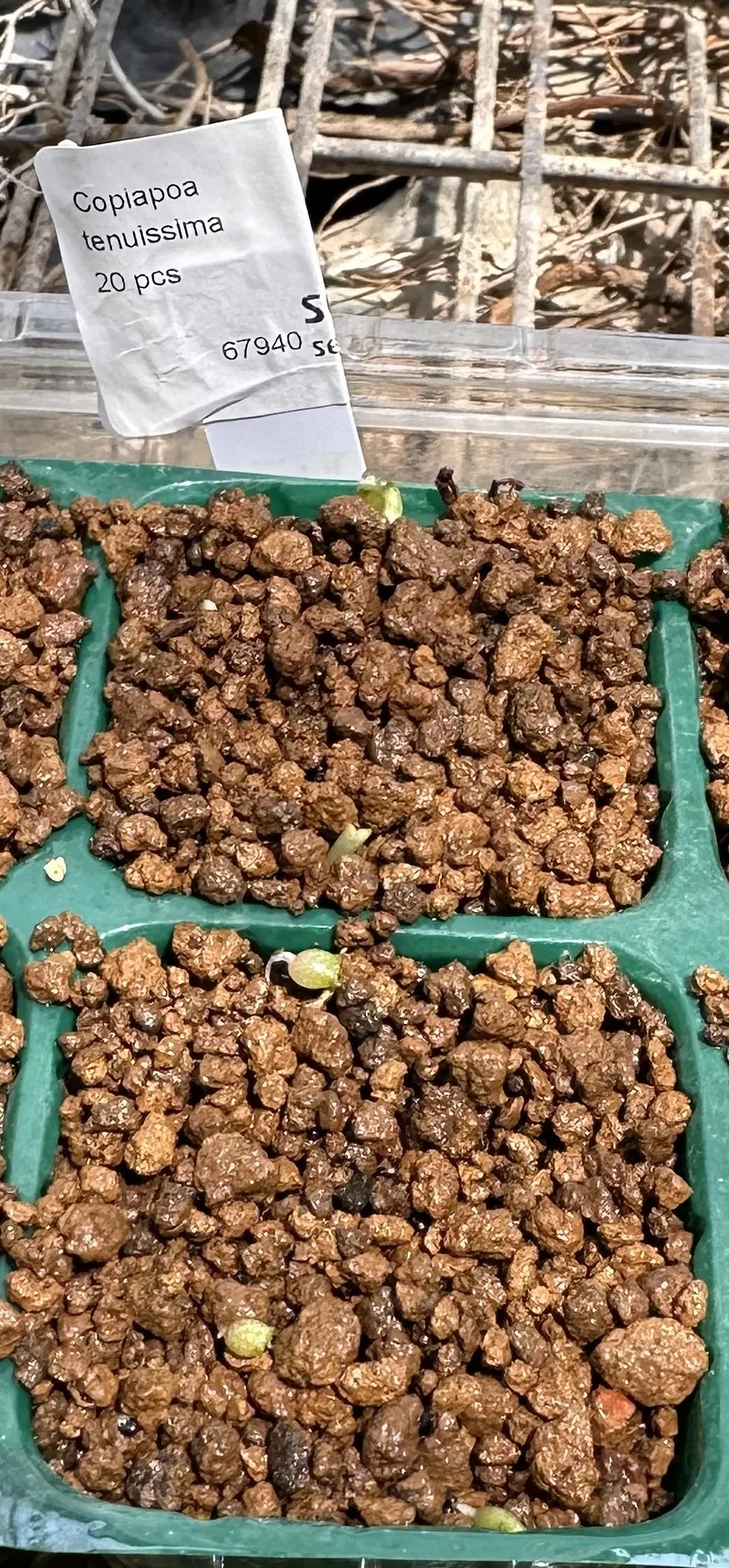 Copiapoa tenuissima (コピアポア テヌイシマ)