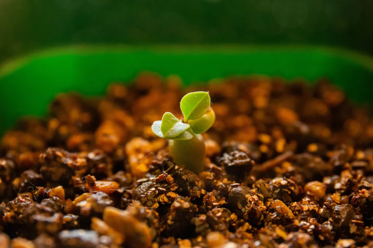 Pachypodium bispinosum (パキポディウム ビスピノーサム)