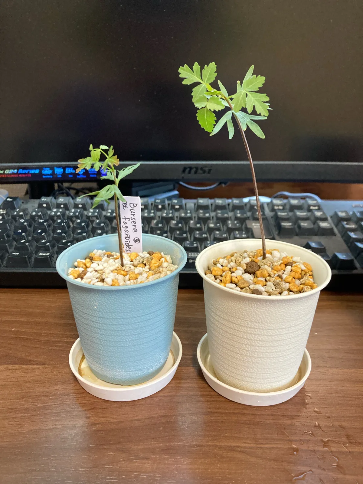 Bursera fagaroides (ブルセラ ファガロイデス)