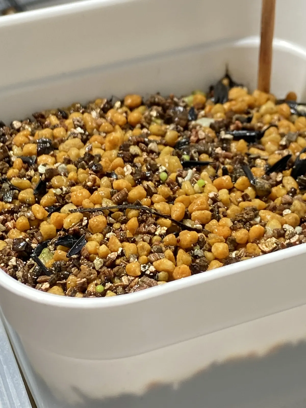 Aztekium ritteri (アズテキウム 花籠)