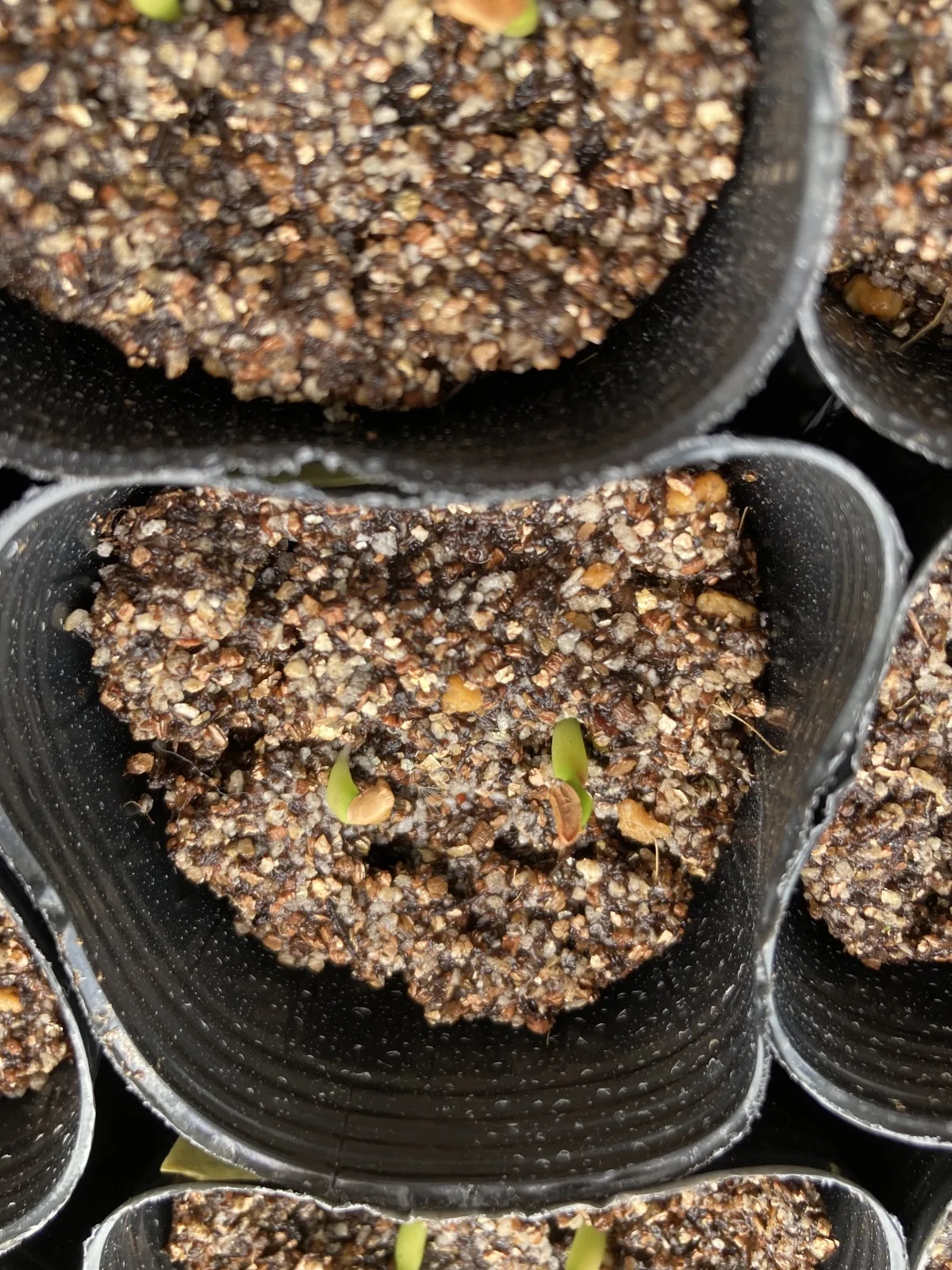 Euphorbia primulifolia var. primulifolia (ユーフォルビア プリムリフォリア)