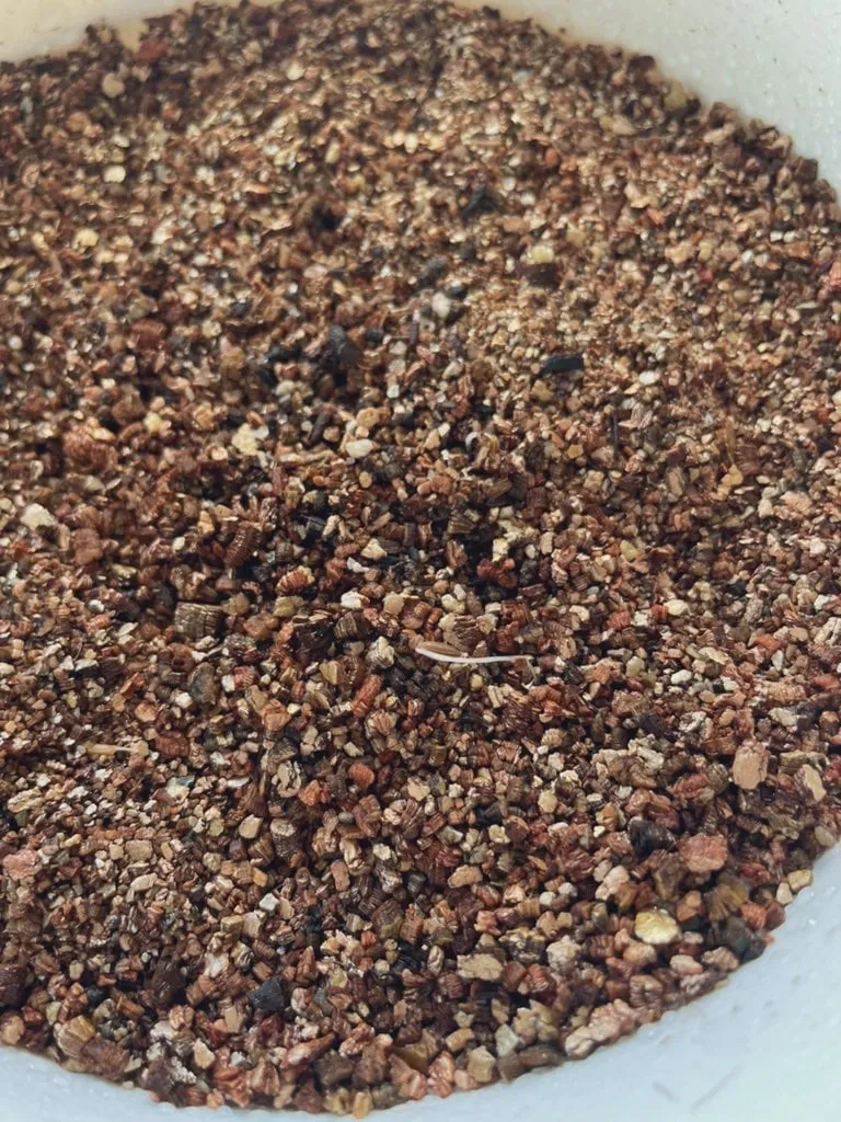 Cuminum cyminum (クミンシード)