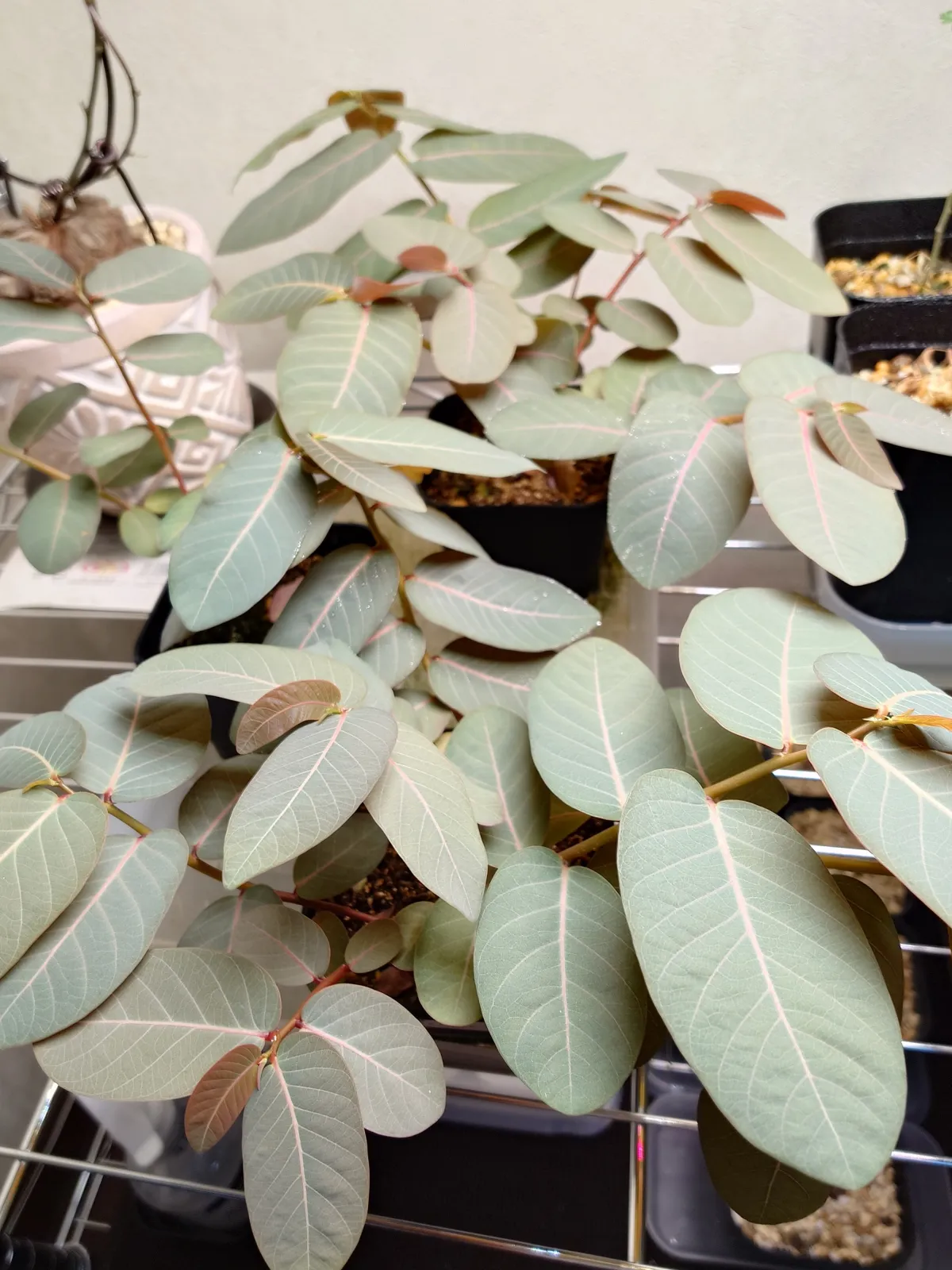 Phyllanthus mirabilis (フィランサス ミラビリス)