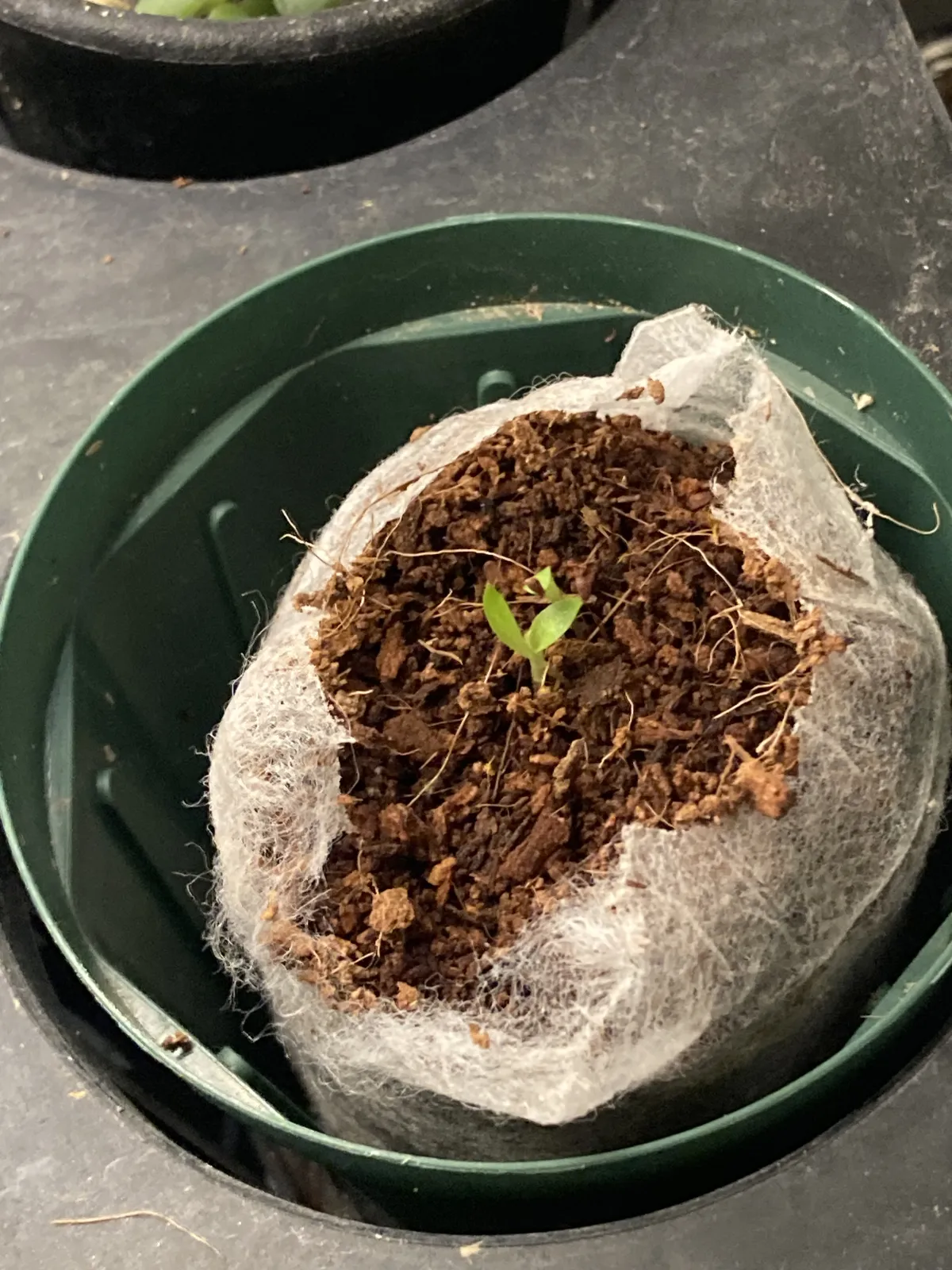 Puya weddelliana (プヤ ウェデリアナ)