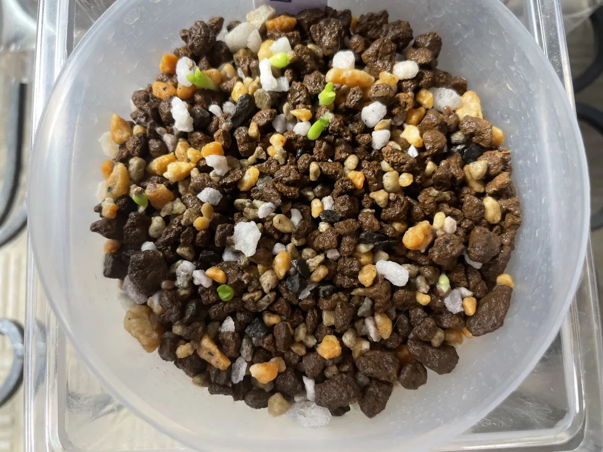 Euphorbia stellata (ユーフォルビア ステラータ 飛竜)