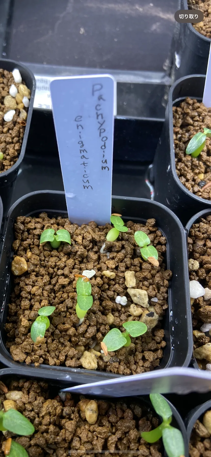 Pachypodium enigmaticum (パキポディウム エニグマチカム)