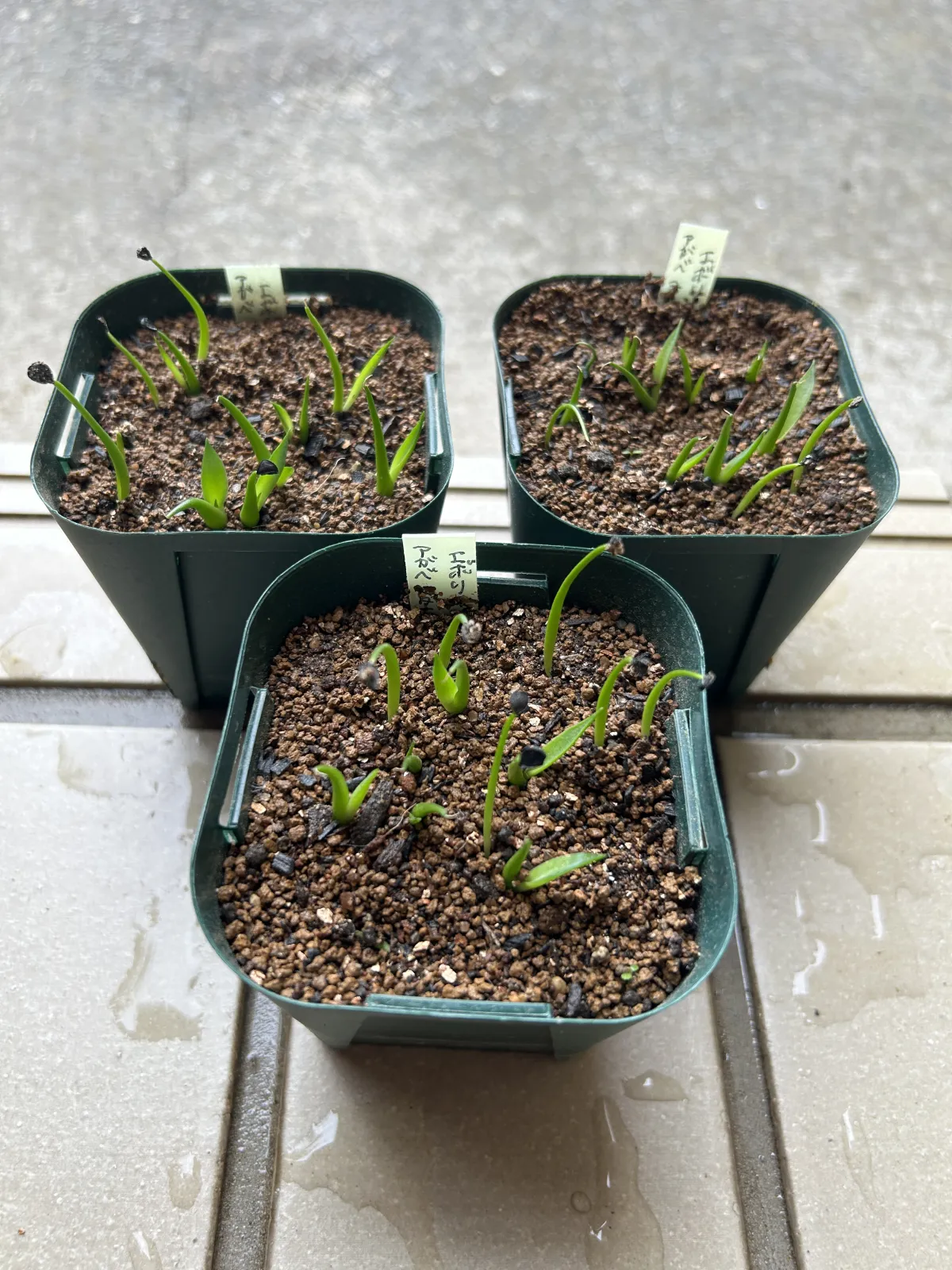 Agave utahensis var. eborispina (アガベ エボリスピナ)