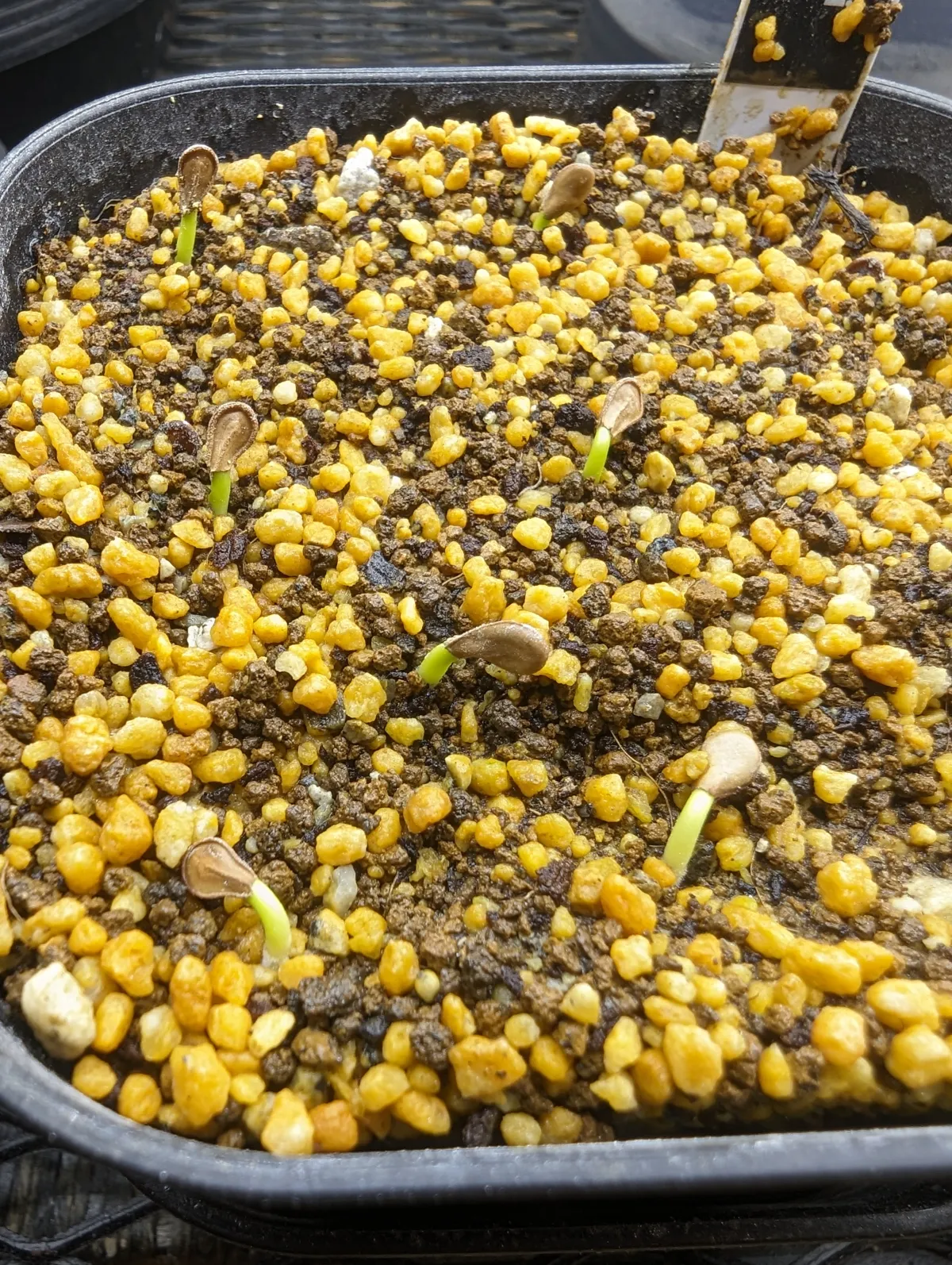 Pachypodium baronii (パキポディウム バロニー)