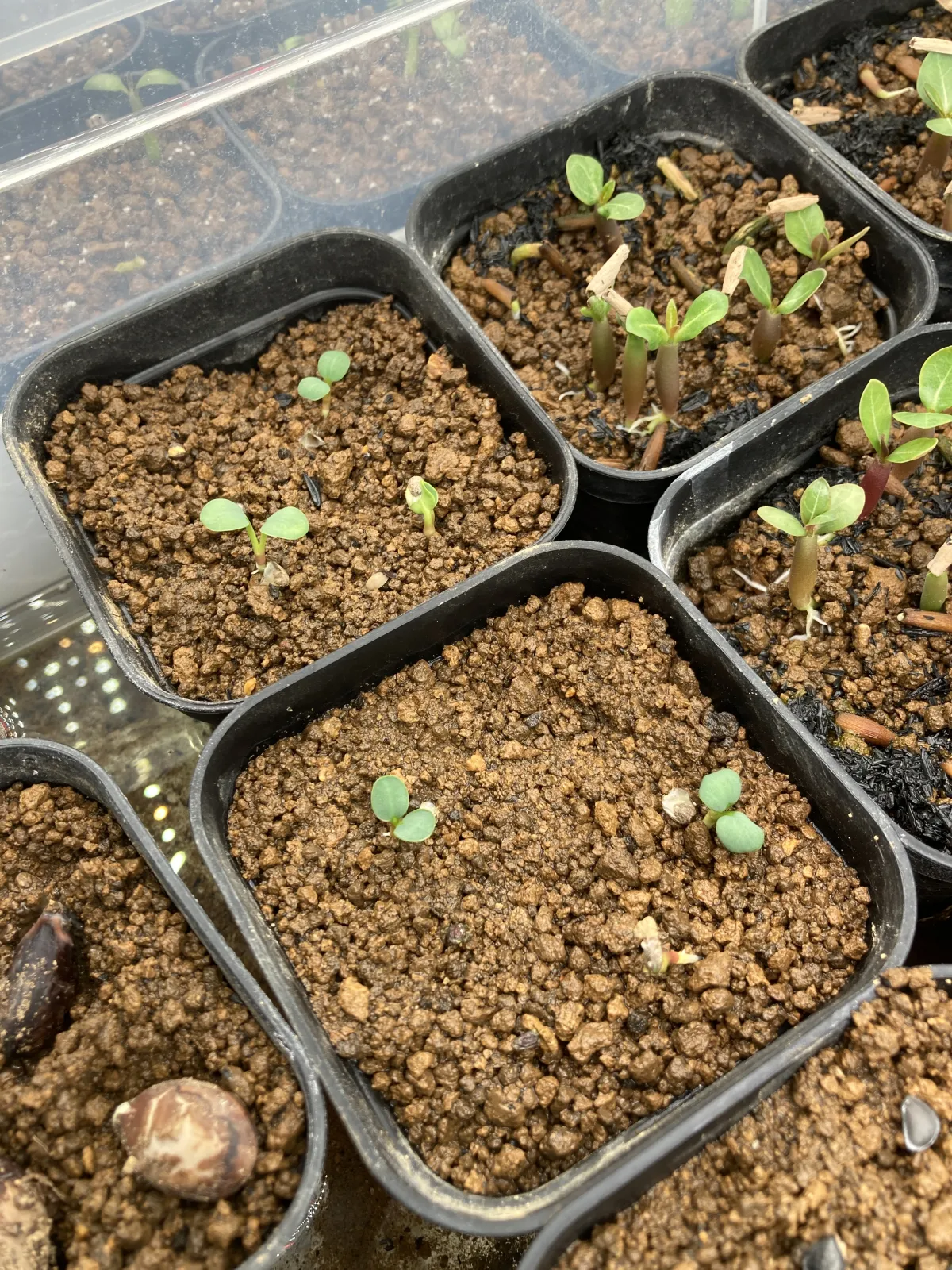 Euphorbia guillauminiana (ユーフォルビア ギラウミニアナ)