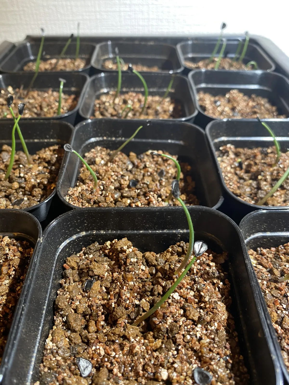 Agave guadalajarana (アガベ グアダラハラナ)