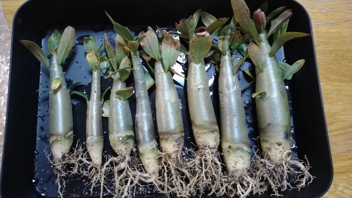 Adenium obesum thai (アデニウム タイ ソコトラナム)