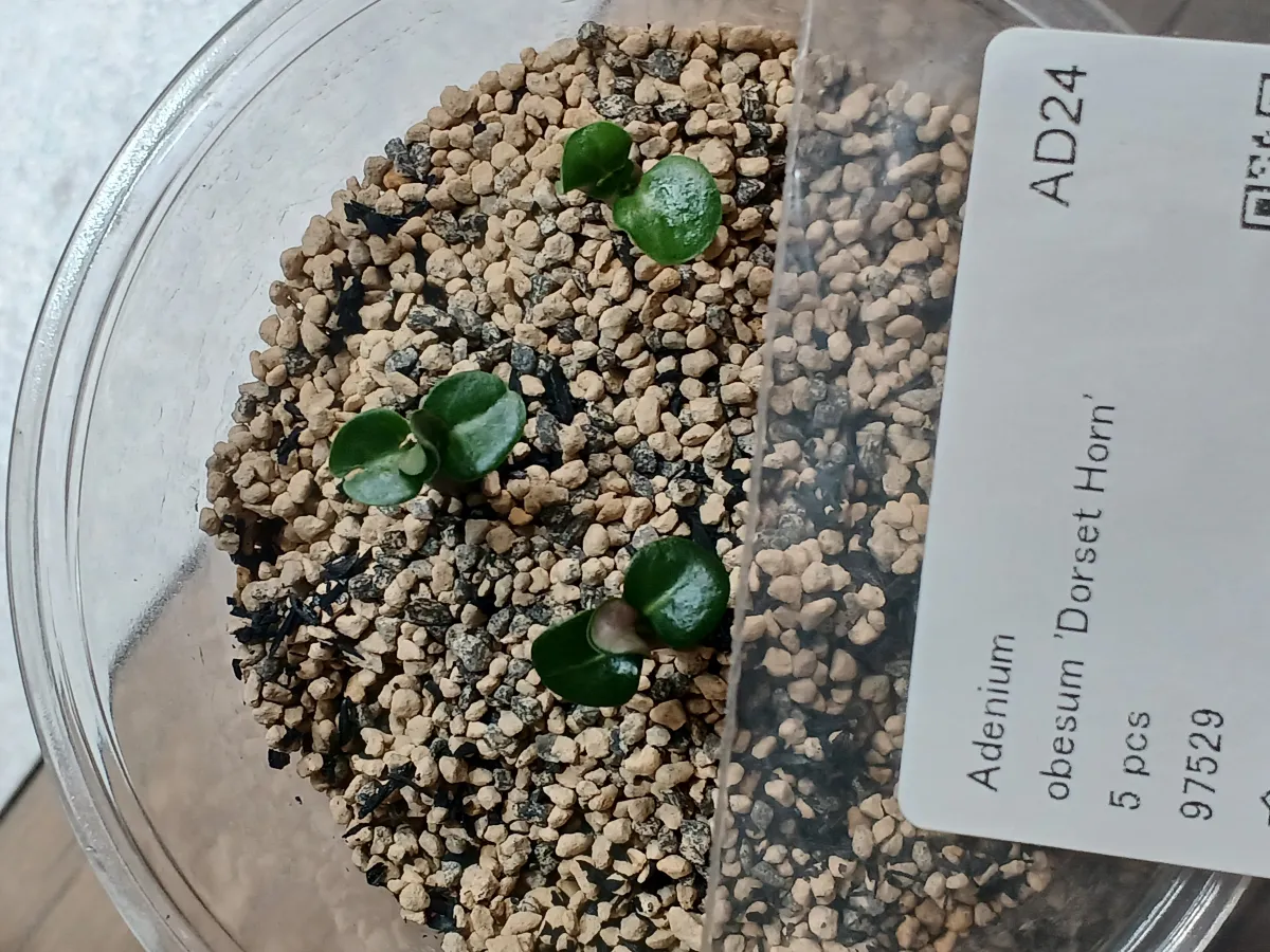 Adenium obesum Dorset Horn (DHA) (アデニウム ドーセットホーン)