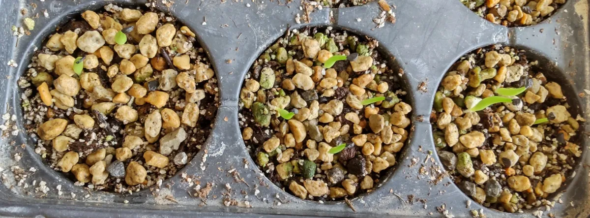 Agave chazaroi (アガベ チャザロイ)