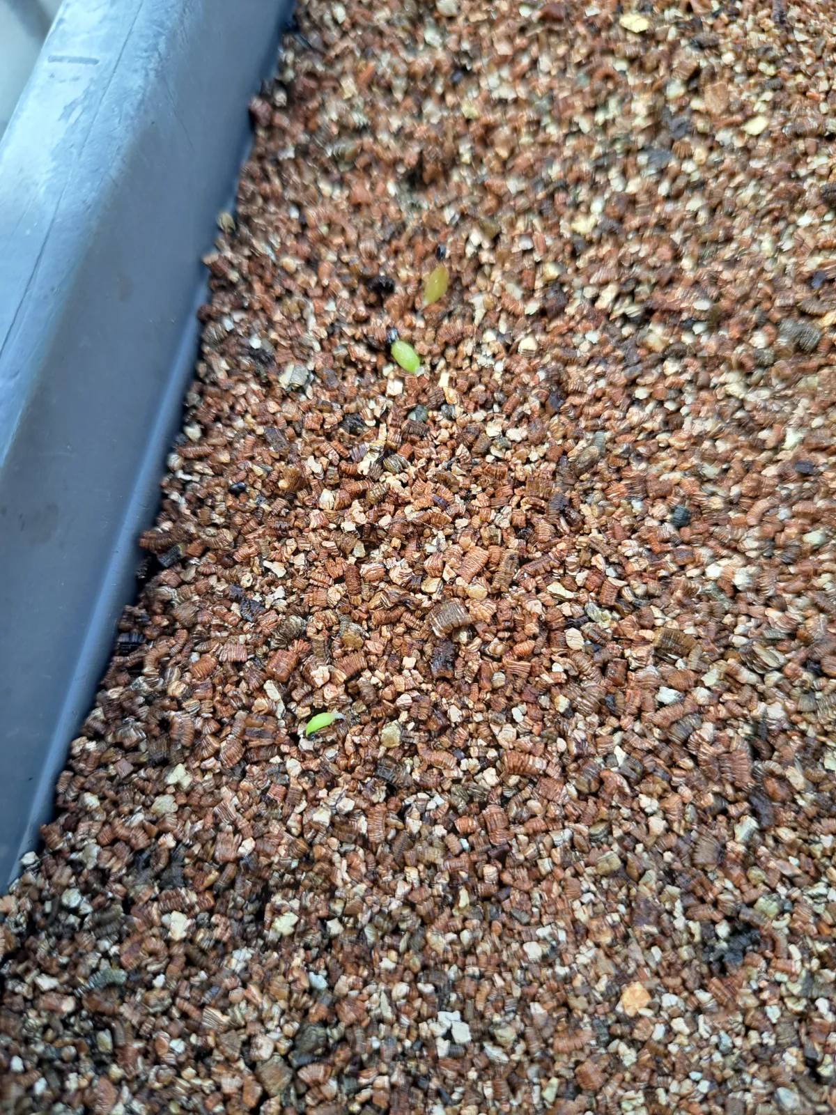 Ferocactus robustus (フェロカクタス ロブスタス)