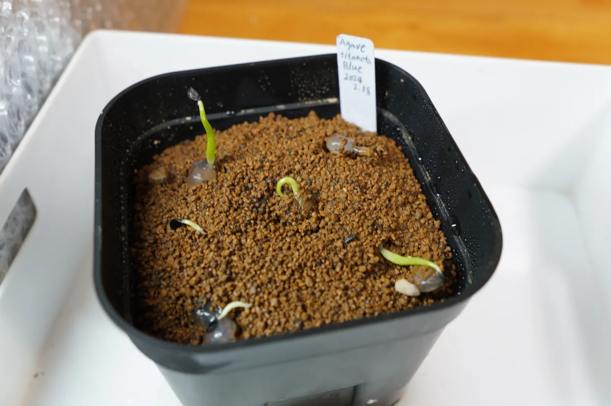 [無料種子] [ジェルシード] アガベ チタノタブルー Agave titanota 'Blue' (CLEARANCE)