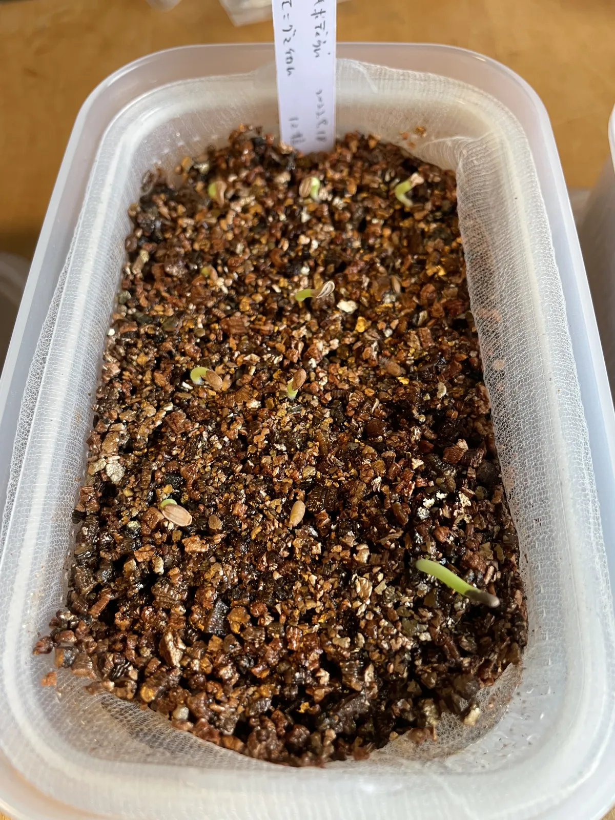 Pachypodium enigmaticum (パキポディウム エニグマチカム)