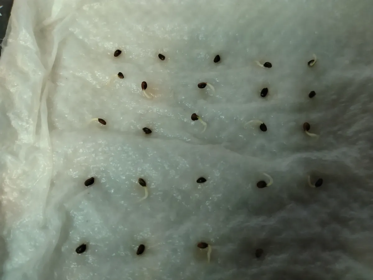 Hypoestes phyllostachya Red (ヒポエステス フィロスタキア レッド)