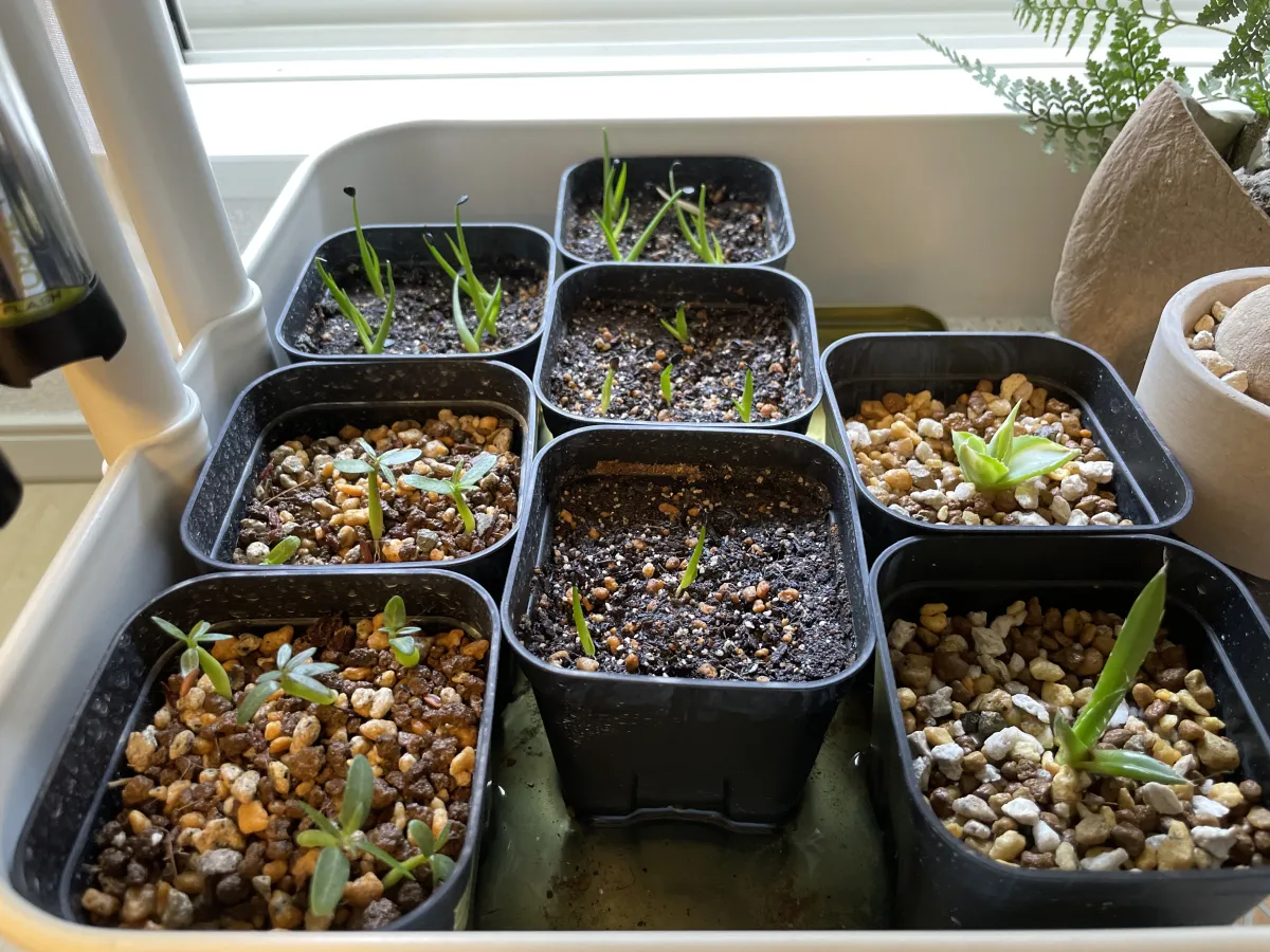 Agave utahensis ssp. utahensis (アガベ ユタエンシス)