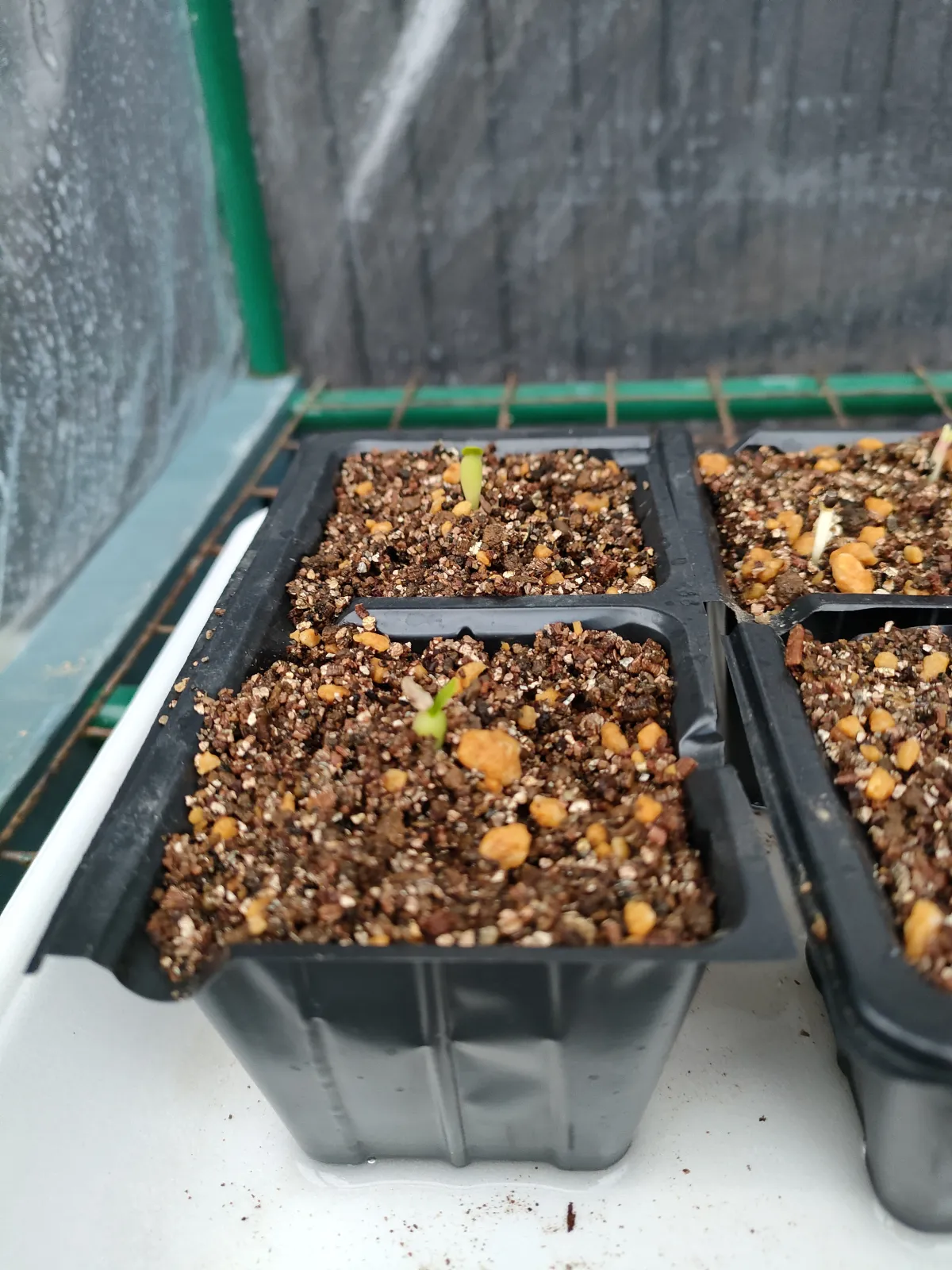 Pachypodium succulentum (パキポディウム サキュレンタム 天馬空)