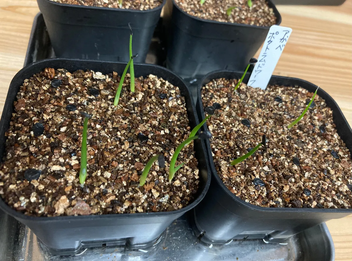 Agave potatorum Dwarf (アガベ ポタトラムドワーフ)