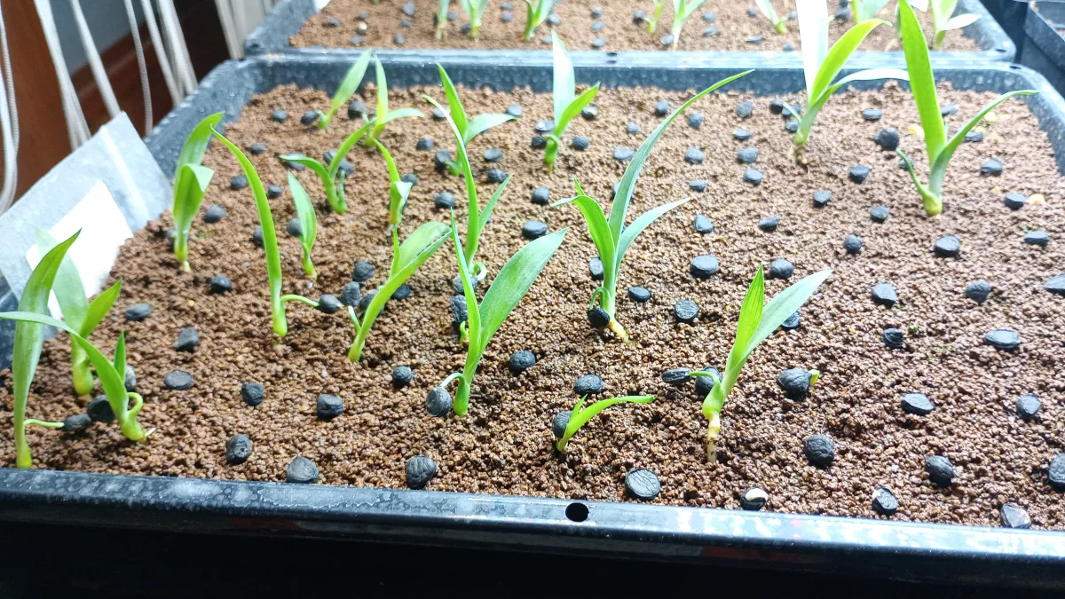 Yucca periculosa (ユッカ ペリクローサ)