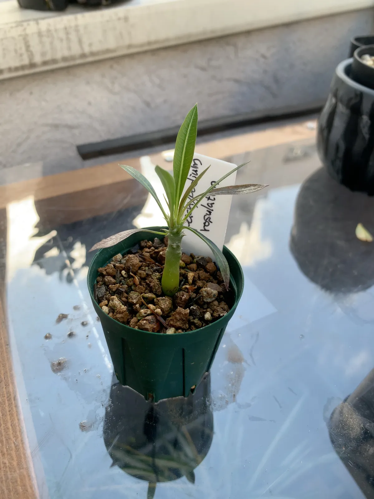 Pachypodium rosulatum (パキポディウム ロスラーツム)
