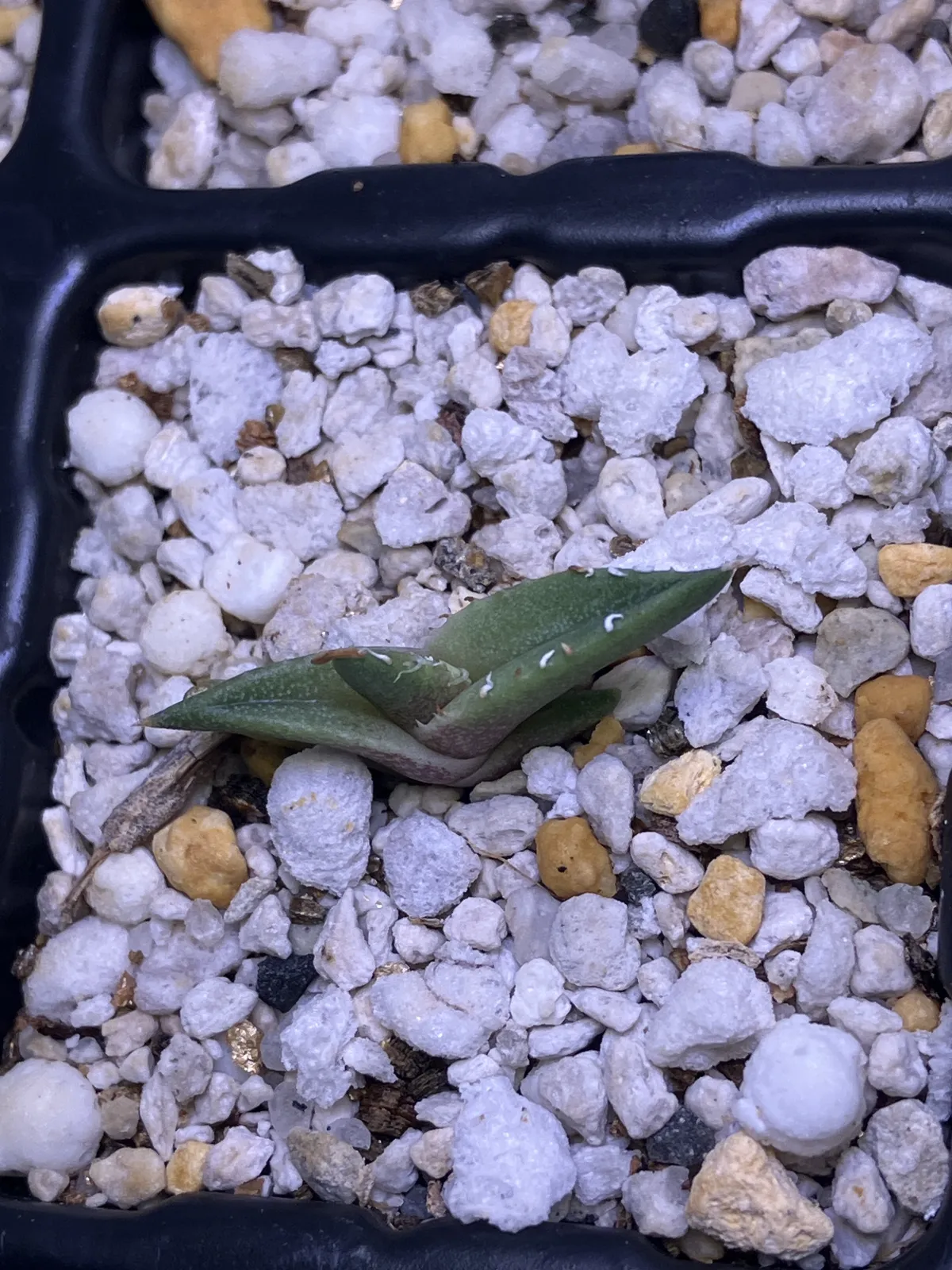 Agave ghiesbreghtii (アガベ ジェスブレイティ)