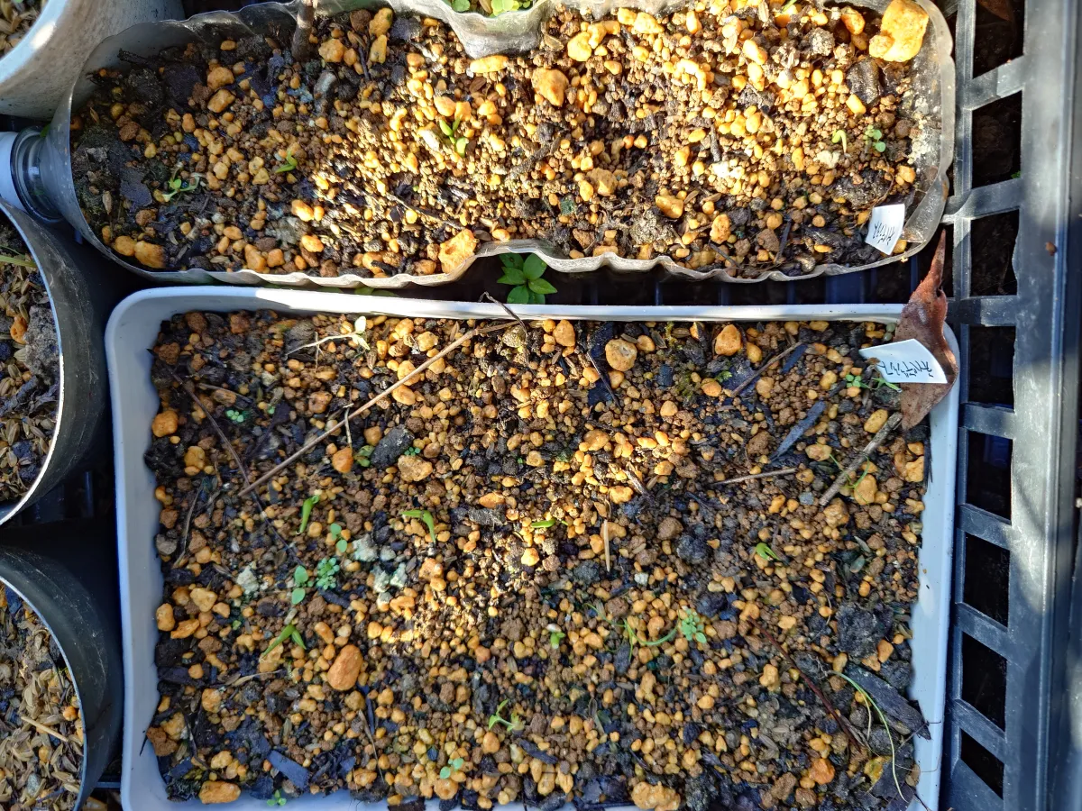 Agave utahensis var. nevadensis (アガベ ユタエンシス ネヴァデンシス)