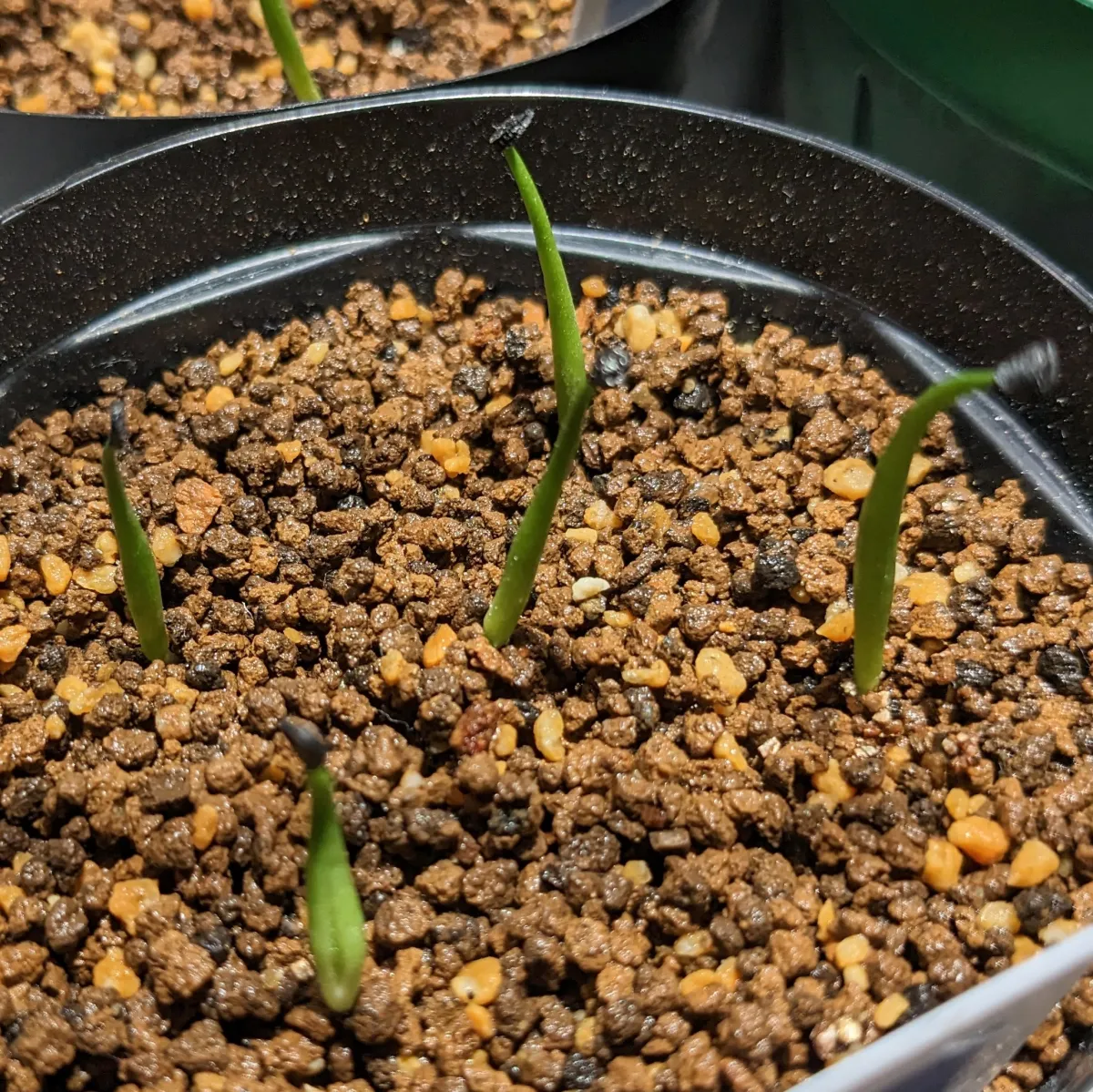 Agave utahensis var. nevadensis (アガベ ユタエンシス ネヴァデンシス)