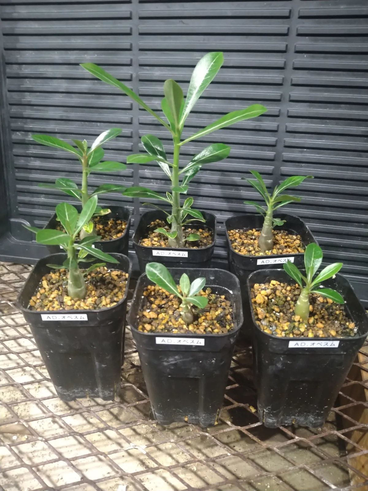 Adenium obesum (アデニウム オベスム)