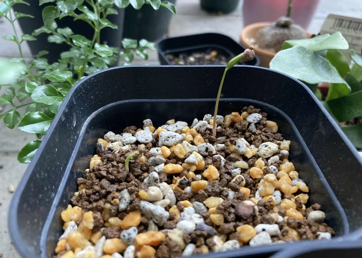 Operculicarya pachypus (オペルクリカリア パキプス)