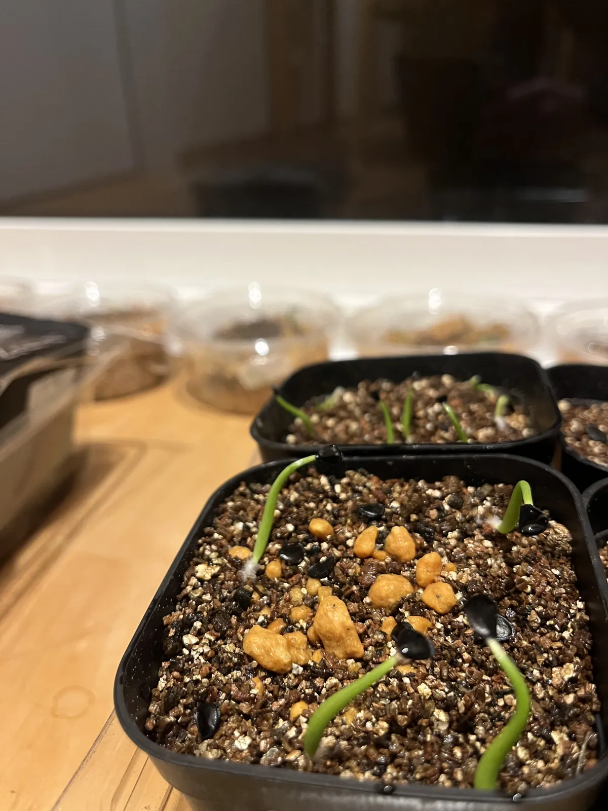 Agave sobria subsp. roseana (アガベ ソブリア ロゼアナ)