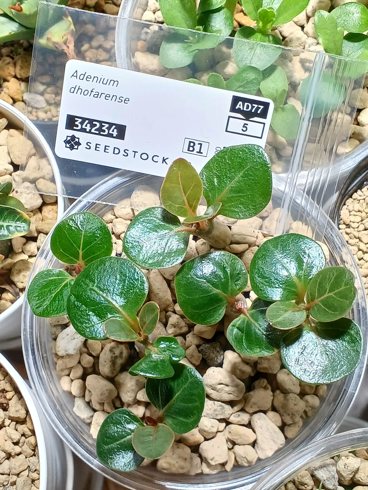 Adenium dhofarense (アデニウム ドファレンセ)