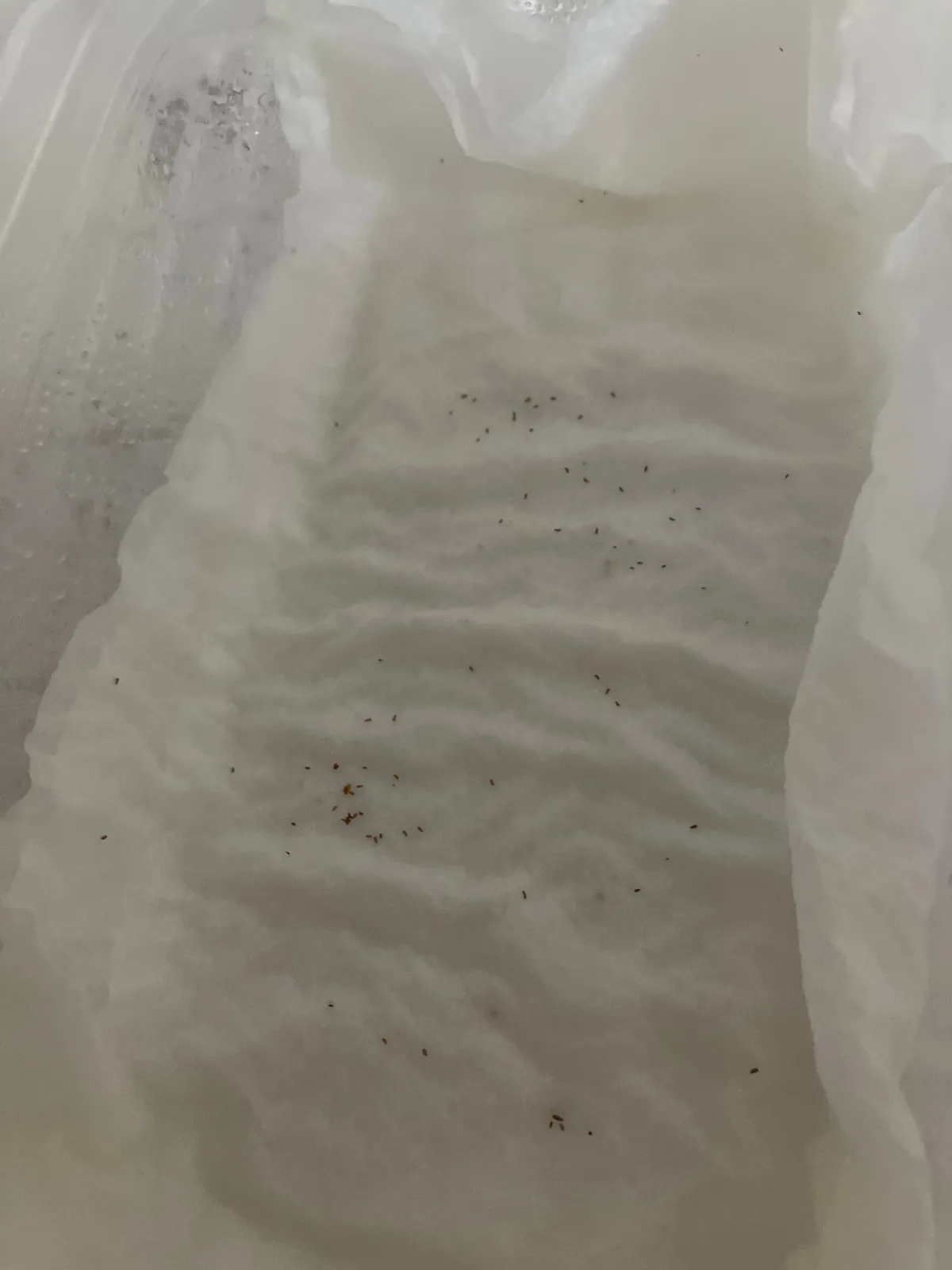 Tylecodon wallichii (ティレコドン ワリチー)