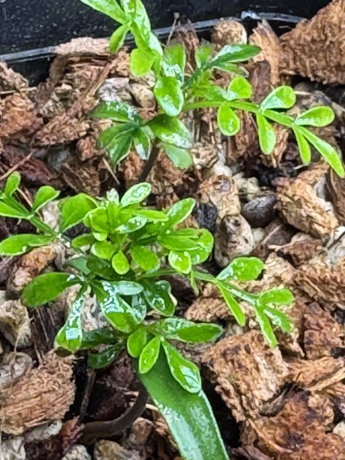 Operculicarya pachypus (オペルクリカリア パキプス2025D)