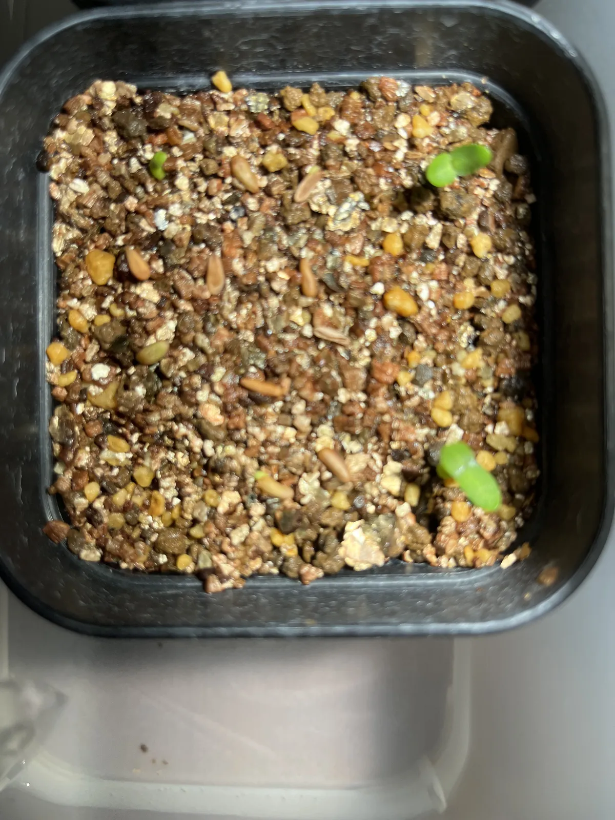 Pachypodium rosulatum ssp. rosulatum (パキポディウム ロスラーツム)