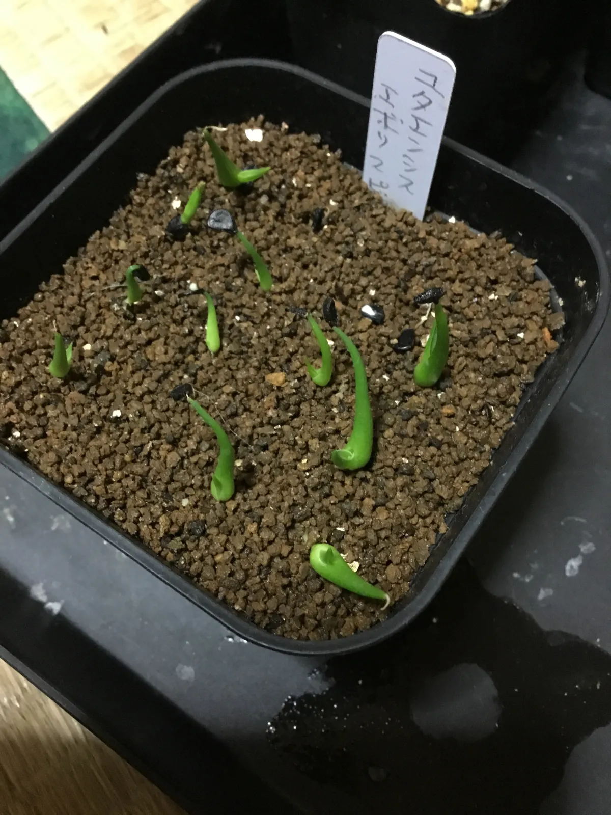 Agave utahensis var. eborispina (アガベ エボリスピナ)