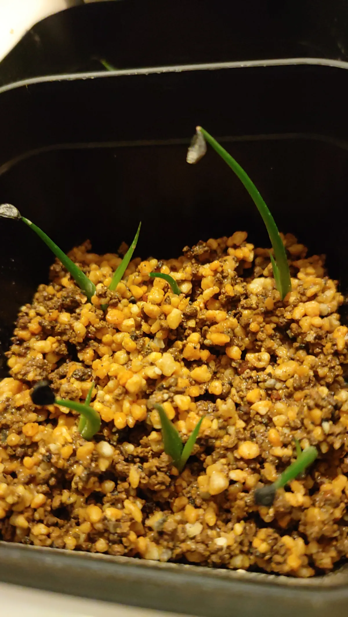 Agave utahensis var. eborispina 'Hayford' (アガベ エボリスピナ ヘイフォード)