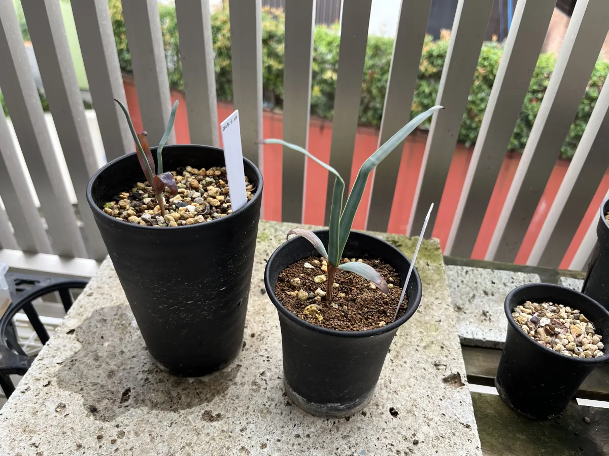 Welwitschia mirabilis (ウェルウィッチア ミラビリス 奇想天外)